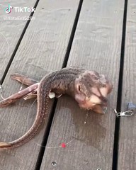 Une étrange créature marine découverte près de New York