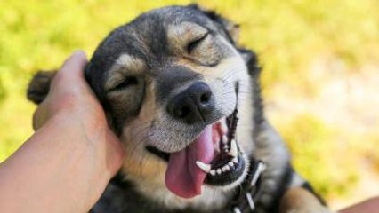 Rescue Animals on Their Way to Becoming Florida’s Official State Pet