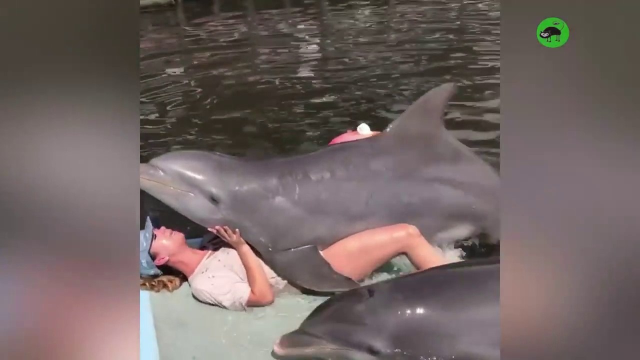 AMAZING DOLPHINS - FUNNY DOLPHINS COMPILATION playing with people around resort