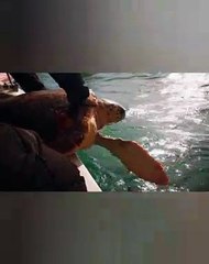 LIBERAZIONE URAGANO - tartaruga marina Manfredonia