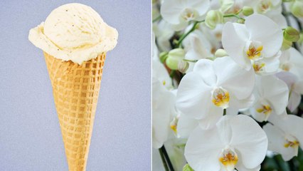 Wait—Am I the Only One Who Didn't Know Vanilla Comes from Orchids?