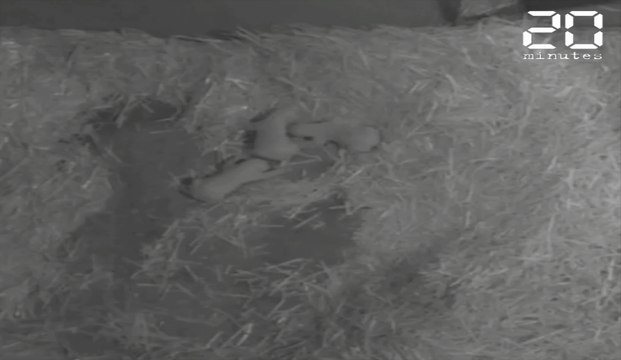 Trois oursons blancs viennent de naître au parc Marineland
