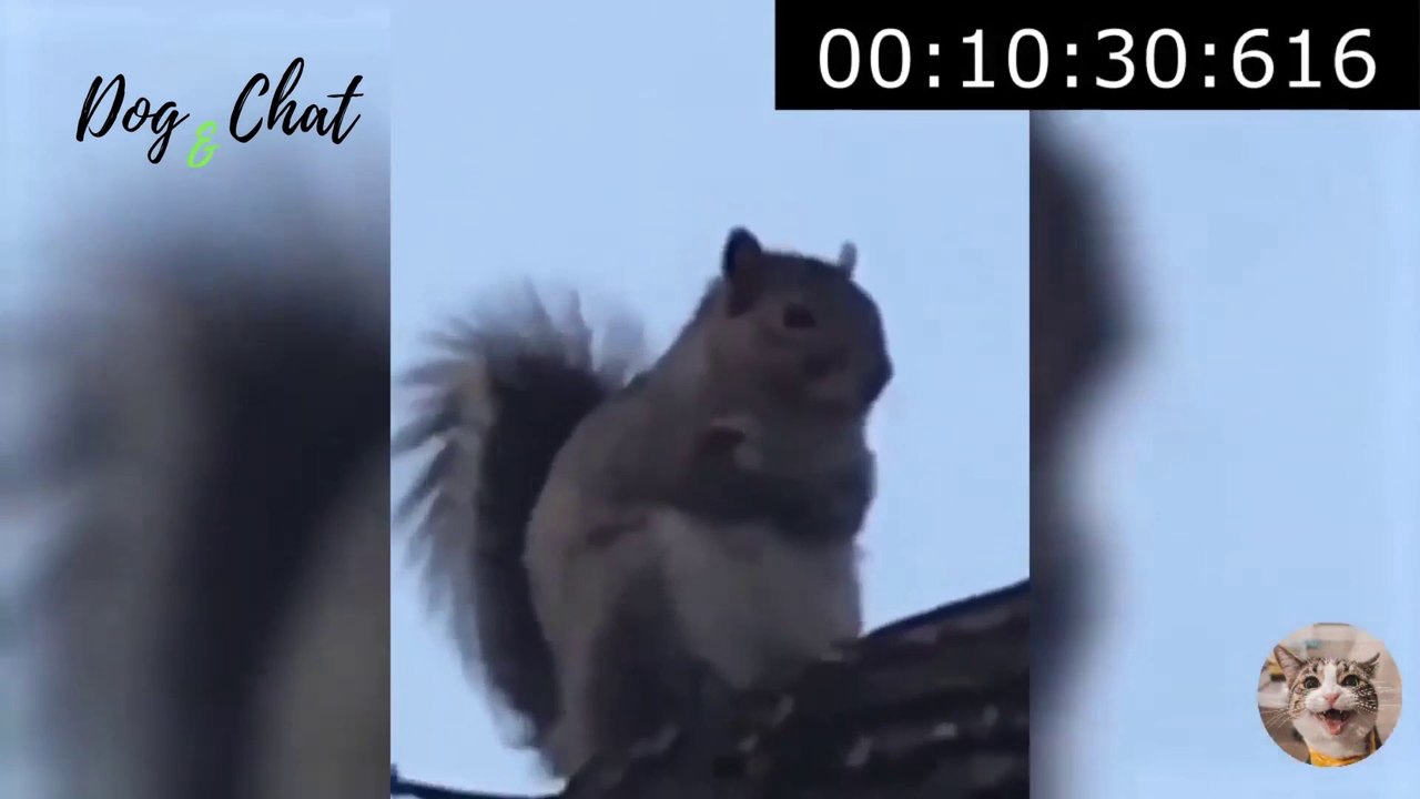 ANIMAUX DRÔLES-CHIENS-CHATS-#1-FOU RIRE-DOG&CHAT