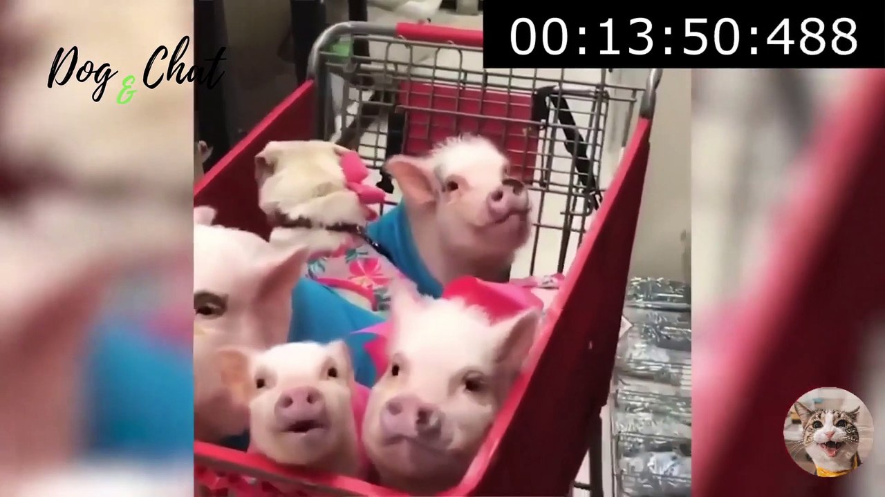 ANIMAUX DRÔLES-CHIENS-CHATS-#2-FOU RIRE-DOG&CHAT