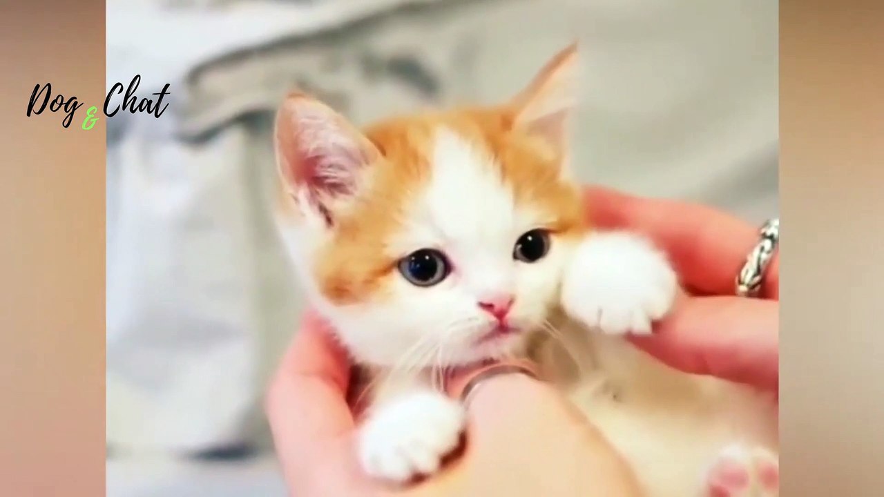 MDR-VIDÉOS DRÔLES DE CHATS #1-FOU RIRE-DOG&CHAT