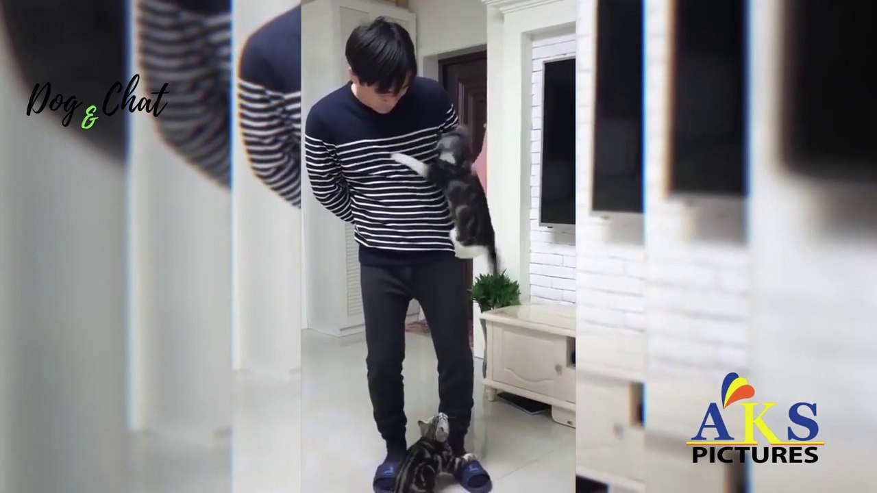 MDR-VIDÉOS DRÔLES DE CHATS #2-FOU RIRE-DOG&CHAT