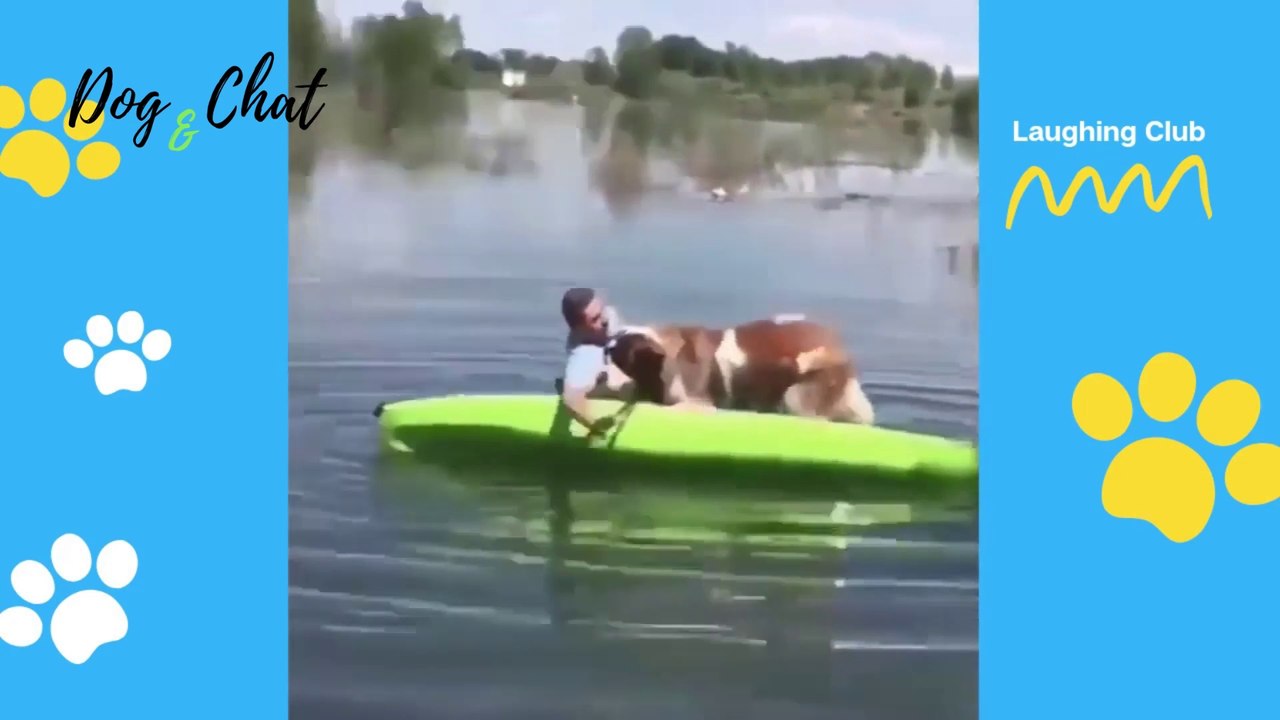 MDR-VIDÉOS DRÔLES DE CHIENS #1-FOU RIRE-DOG&CHAT