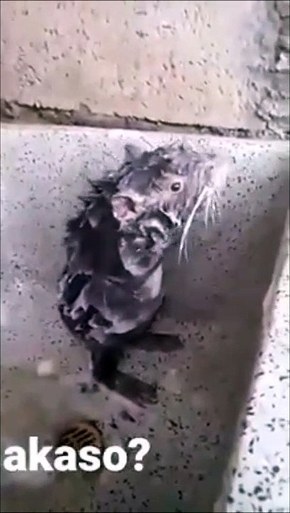 Un rat très propre prend sa douche et frotte même sous les bras - Vidéo  Dailymotion