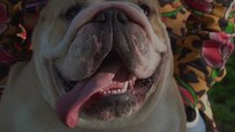 We're Obsessed with This English Bulldog Who Loves to Work Out with His Owners