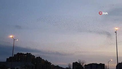 Sığırcıkların gökyüzündeki dansı