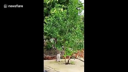 Funny moment cat leaps to catch butterfly but falls in gutter