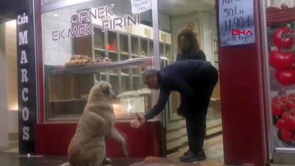 Tunceli sokak köpeği, acıkınca uğradığı fırında karnını doyuruyor