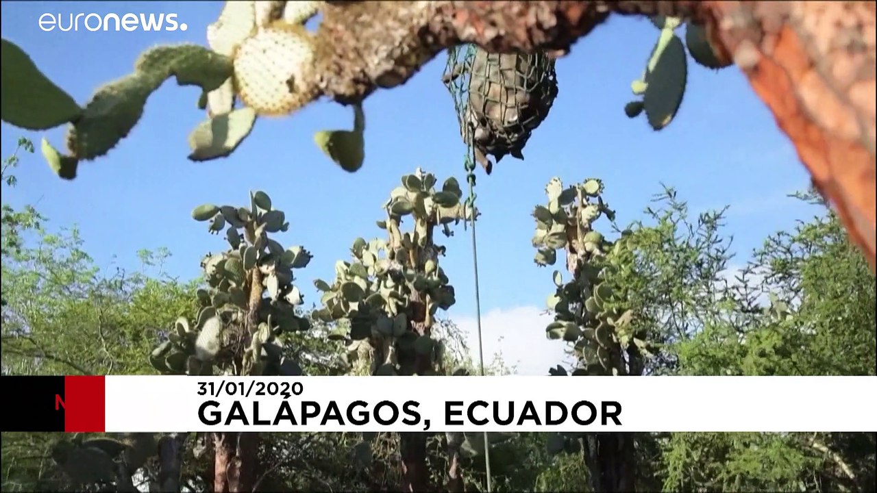 Verwandte von lonesome george mit hubschrauber ausgeflogen