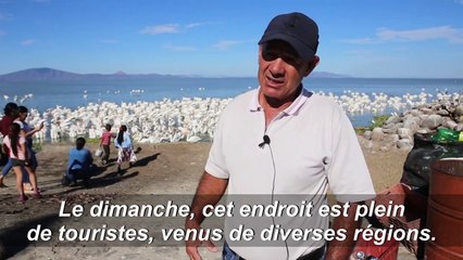Des pélicans affluent au Mexique pour un festin de poissons