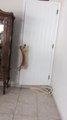Cat Jumps and Grabs Door Handle to Open Door For Another Cat