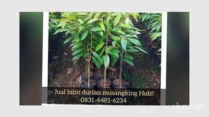 Jual Bibit Durian Musangking Cipari Cilacap |0831-4481-6234