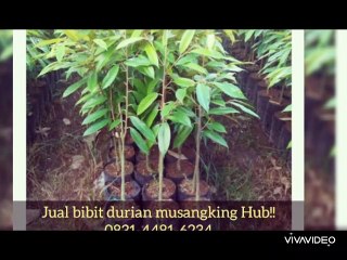 Jual Bibit Durian Musangking Gandrungmangu Cilacap |0831-4481-6234