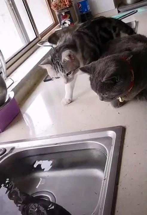 Peixe a nadar em pia prega grande susto a dois gatos