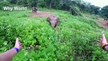 Funny Elephants - Cute Baby Elephant Videos - Cuddling Lap Elephants - Elephant Baby Video