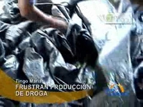 FRUSTRAN PRODUCCIÓN DE DROGA - TINGO MARÍA