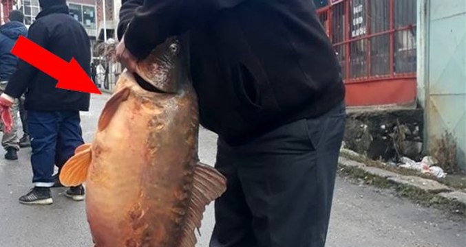 25 kiloluk aynalı sazan balığı görenleri şaşkına çevirdi