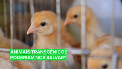 Download Video: Animais transgênicos x Seres Humanos