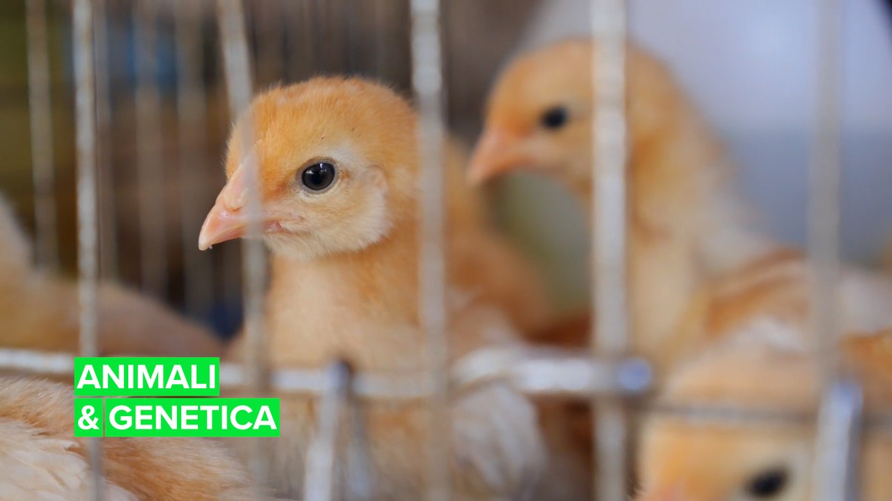 Gli animali geneticamente modificati salveranno la razza umana?