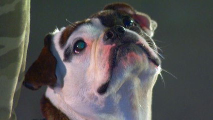 America's Top Dog: Minion the Shorty Bull Beats ALL K9 Dogs to Win Competition