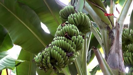 Antalya-yerli muz piyasa lideri oldu-2