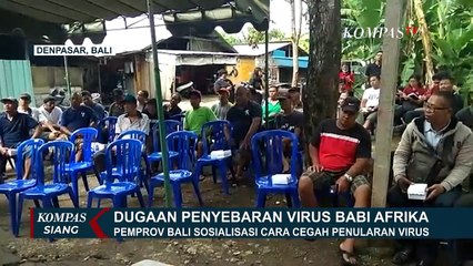 Waduh! Ada Dugaan Penyebaran Virus Flu Babi di Bali