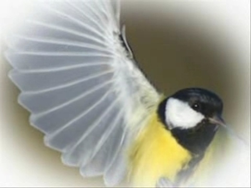 LE DESIR DE L'OISEAU