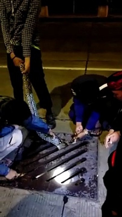Un énorme python coincé dans une grille d’égout sauvé par trois hommes