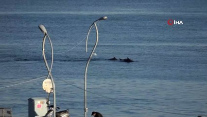 Çanakkale Boğazı'nda Yunus Şovu