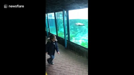Cute footage shows lively penguin and five-year-old boy play 'tag' at zoo