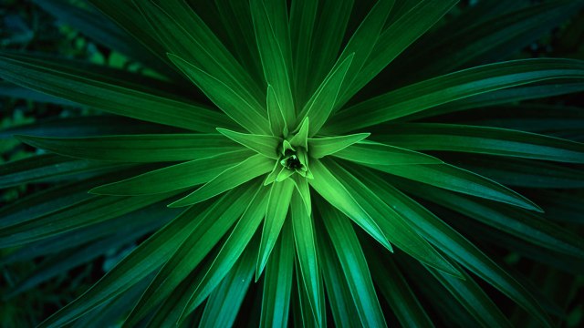 Les plantes stressées émettent des «cris» ultrasoniques