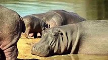 Hippo Saved Baby From Lion - Hippo vs Lion Attacks Compilation   Aniamals Save Another Animals