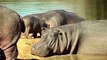 Hippo Saved Baby From Lion - Hippo vs Lion Attacks Compilation   Aniamals Save Another Animals