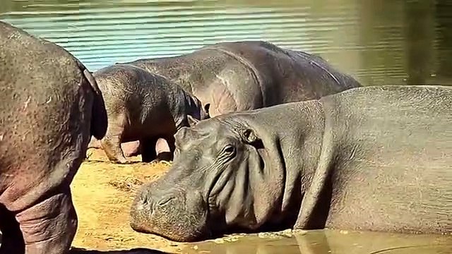 Hippo Saved Baby From Lion - Hippo vs Lion Attacks Compilation Aniamals Save Another Animals