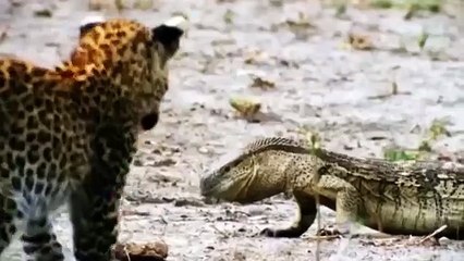 Hippo Try Saves Wildebeest From Teeth Of Crocodile In the Nile River But Fail