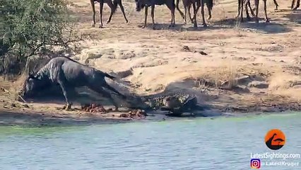 Hippos Come to Rescue Wildebeest from Crocodile