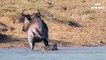 Hippos Save Wildebeest from Crocodiles - Amazing Animals Save Other Animals