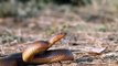 Honey Badger caughts and eats Snake & vs Cobra Python   Snake Vs Honey Badger - Battle In The Desert