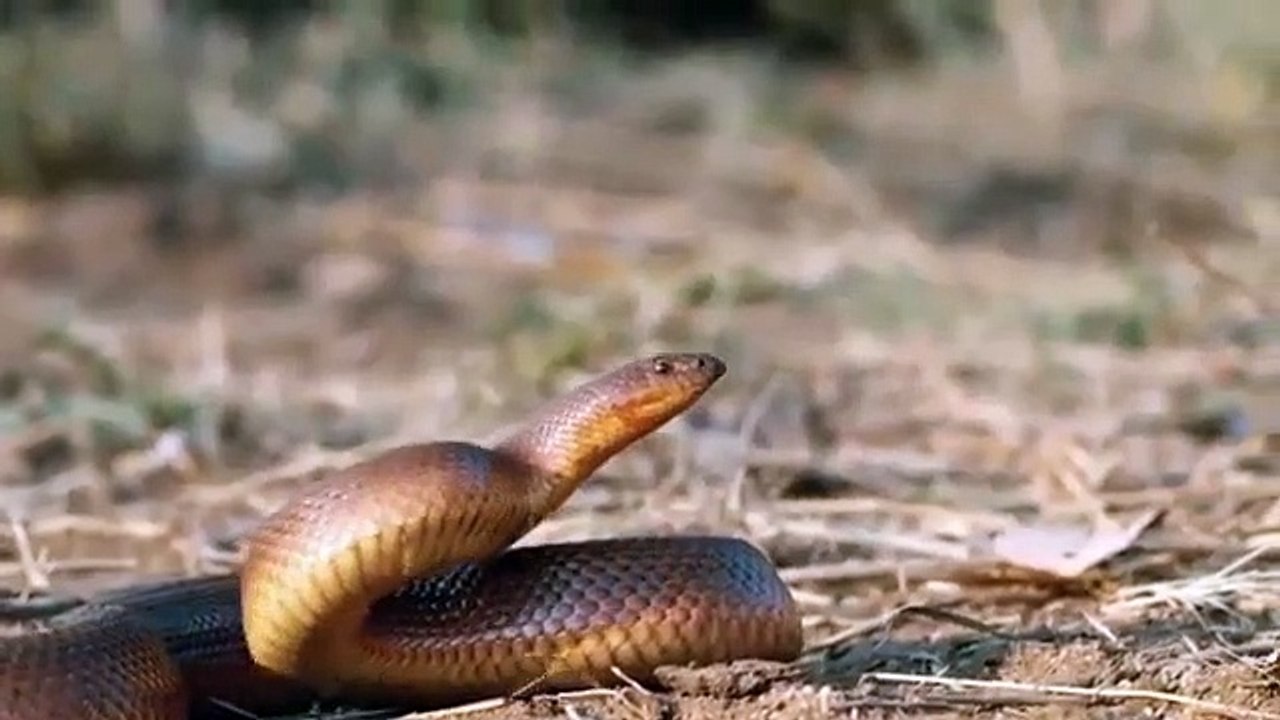 Honey Badger caughts and eats Snake & vs Cobra Python   Snake Vs Honey Badger - Battle In The Desert
