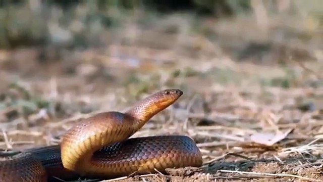 Honey Badger caughts and eats Snake & vs Cobra Python Snake Vs Honey Badger - Battle In The Desert