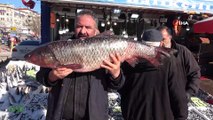 25 kiloluk balık görenleri şaşırtıyor
