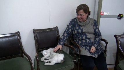 'Boncuk' kışı geçirmek için valilik binasını seçti