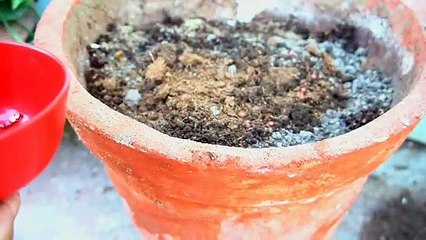 बिना मिट्टी के घर पर धनिया उगाओ इस तरह उगेगा घना घना |Soiless Method| How to grow dhaniya