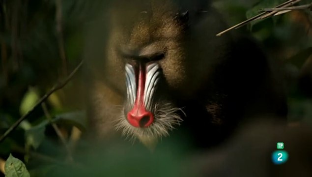 El color. El espectro de la ciencia Los colores -LOS COLORES DE LA VIDA - DOCUMENTALES DE LA 2 - DOCUMENTAL CIENCIA - documental - documentales en español - documentales online - documentales hd - documentales