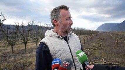 Korçë/ Priten pemët e mollëve, fermerët ankohen se nuk shitet prodhimi