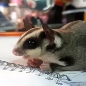 Adorable Sugar Glider Compilation 2020 | Sugar Glider as Pets Videos Compilation | Animals Videos
